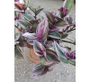 Традесканція кімнатна Нанук Лілак (Tradescantia Fluminensis Nanouk Lilac)